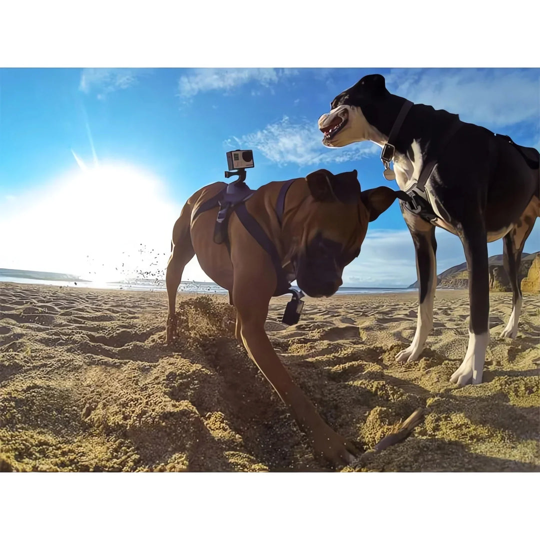 Action-Cam Hundesele med 360° Perspektiv Luvikno