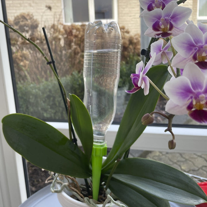 Selvvannende for potteplanter / senger - Pakke med 6 stk. | Luvikno