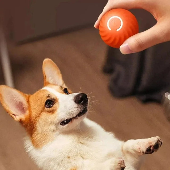 SmartPlay – Automatisk Spill Ball for Hunder Luvikno