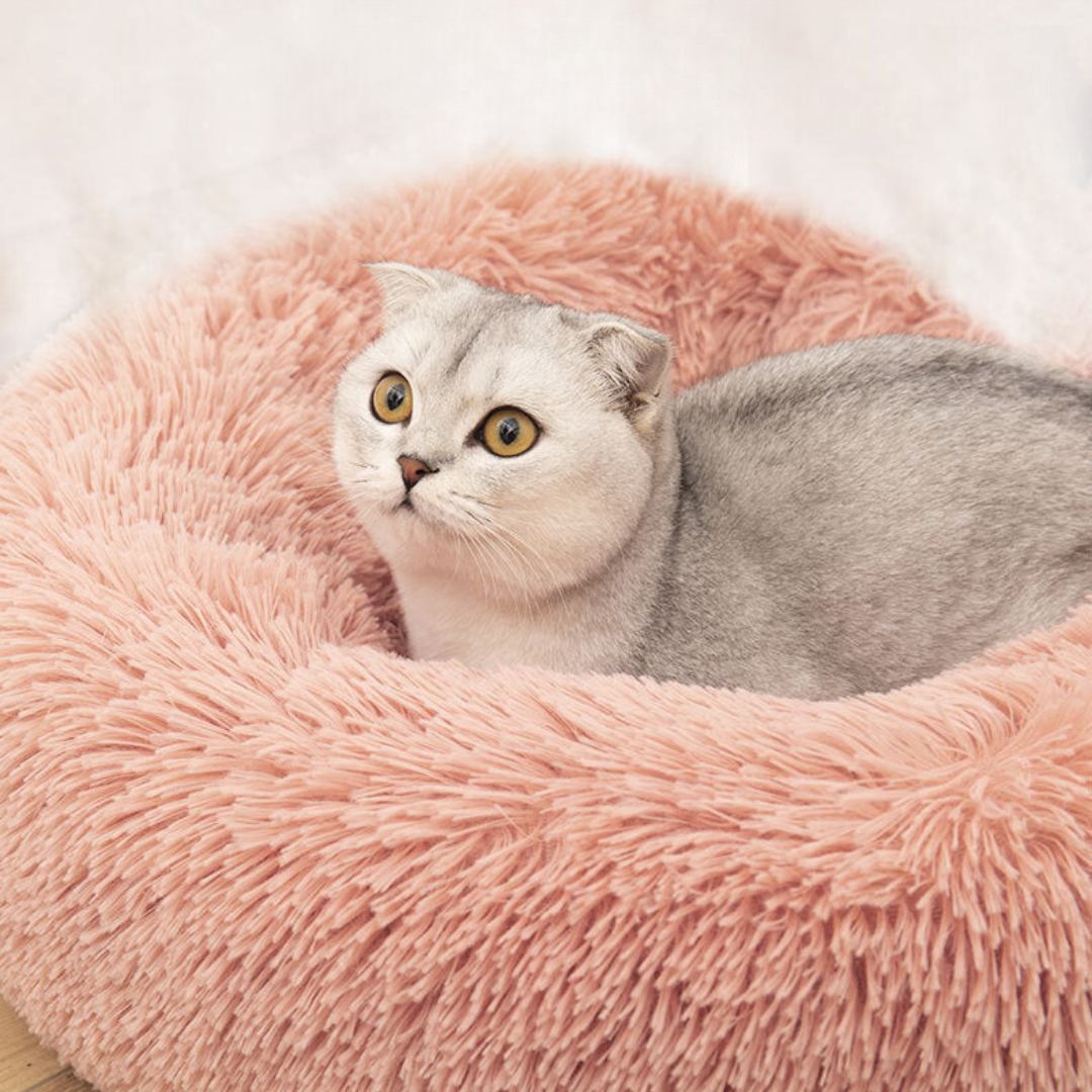 Koselig Sky Katt Seng Luvikno