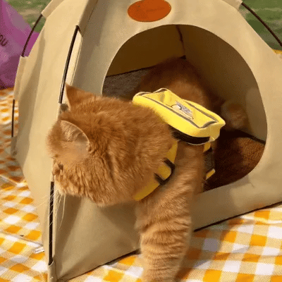Cooling Cat Tent - CoolCat Retreat Luvikno