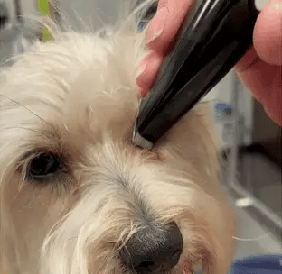 Hårklipper for stressfri grooming | Luvikno
