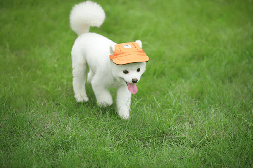 PawShade Pet Cap – Rund Skjermstil Luvikno