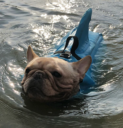 Hund Redningsvest - AquaPup Luvikno
