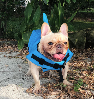 Hund Redningsvest - AquaPup Luvikno