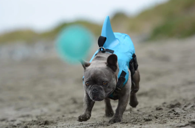 Hund Redningsvest - AquaPup Luvikno