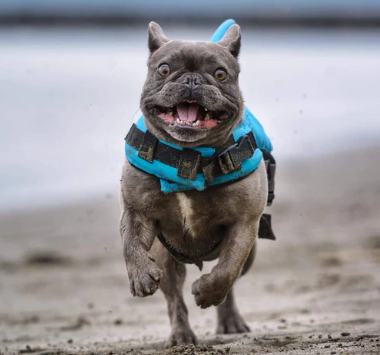 Hund Redningsvest - AquaPup Luvikno