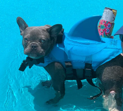 Hund Redningsvest - AquaPup Luvikno