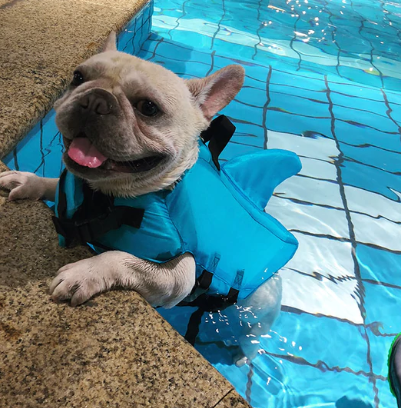 Hund Redningsvest - AquaPup Luvikno