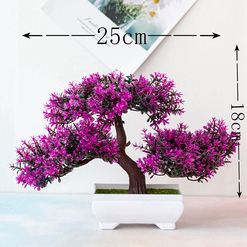 Luvikno | Plante Bonsai