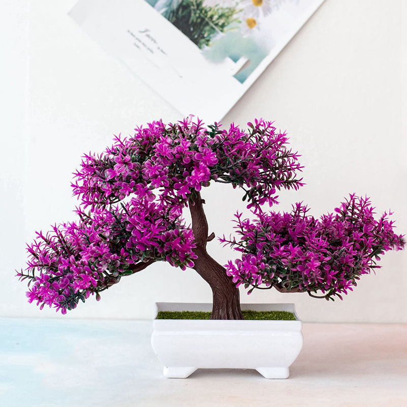 Luvikno | Plante Bonsai