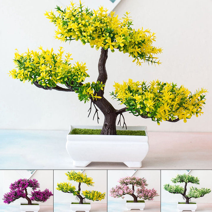 Luvikno | Plante Bonsai