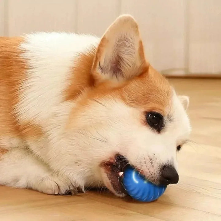 SmartPlay – Automatisk Spill Ball for Hunder Luvikno