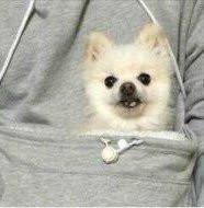 The Doggie Kangaroo Hoodie | Luvikno