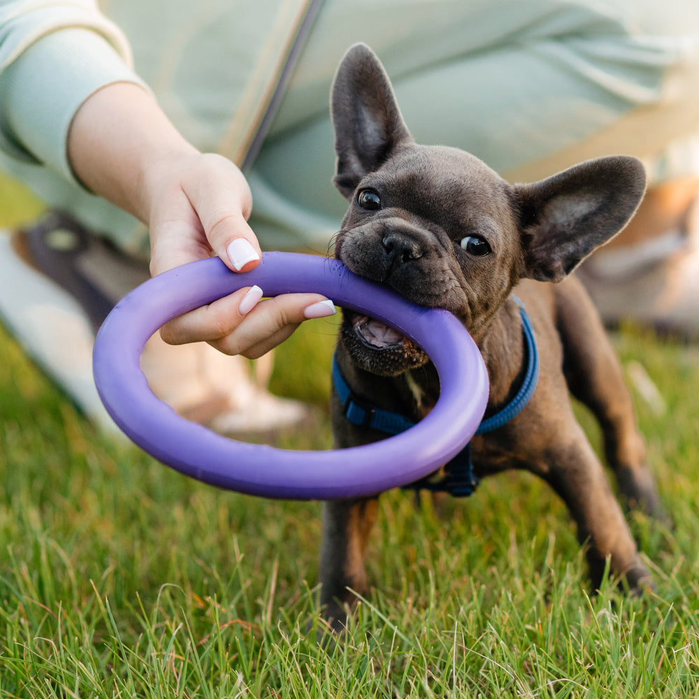 Hund Anti-Bite Trening Ring ø9 cm laget av Gummi - assorterte farger | Luvikno
