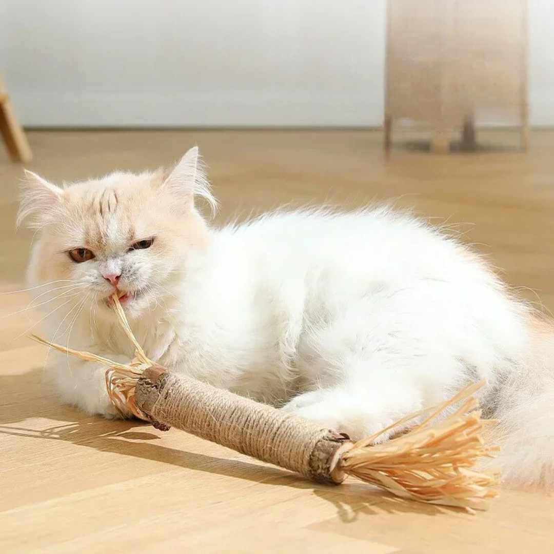 Katte tannrensende pinner Luvikno