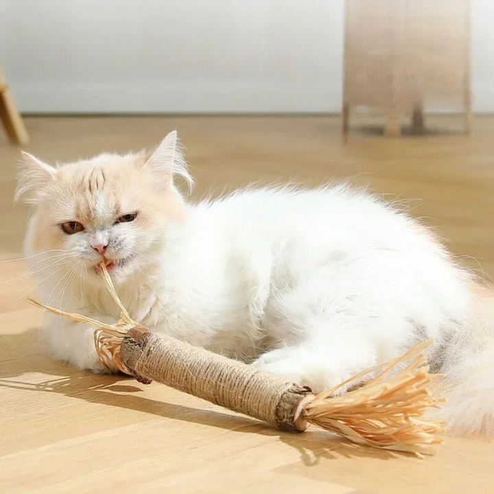 Katte tannrensende pinner Luvikno
