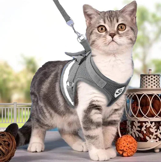 Explorer Harness med Leash Luvikno