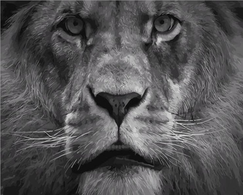 King of the Jungle - Van-Go Mal etter tall Kit | Luvikno