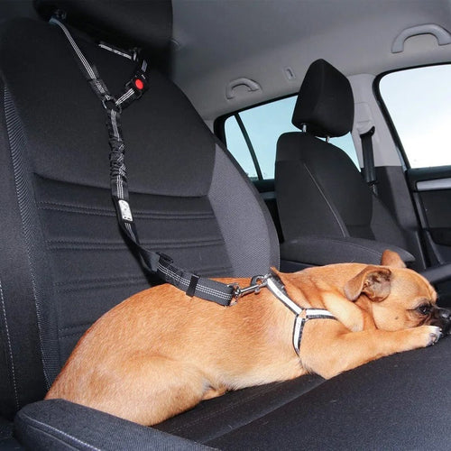 Hund Bil Sikkerhetsbelte Luvikno