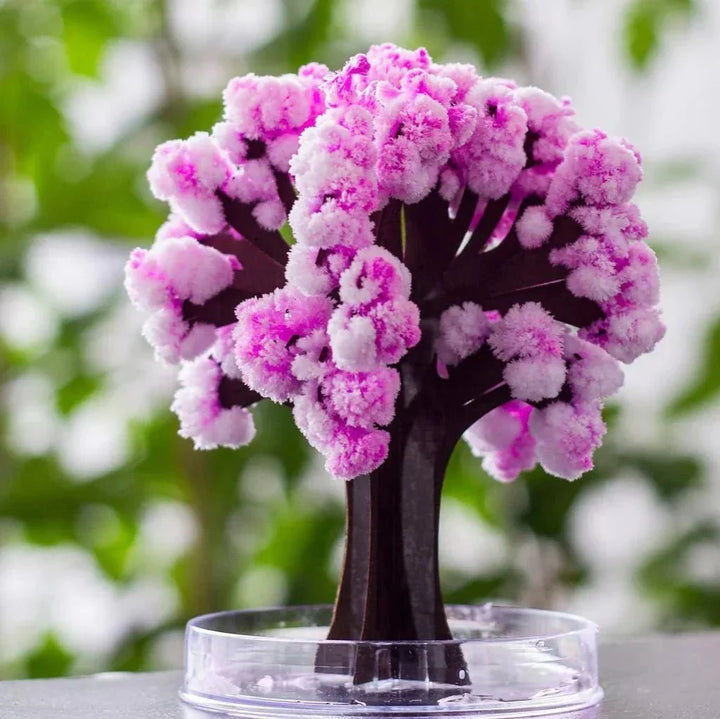 Luvikno | Få hagen din til å blomstre - Dyrk ditt sakura-tre!
