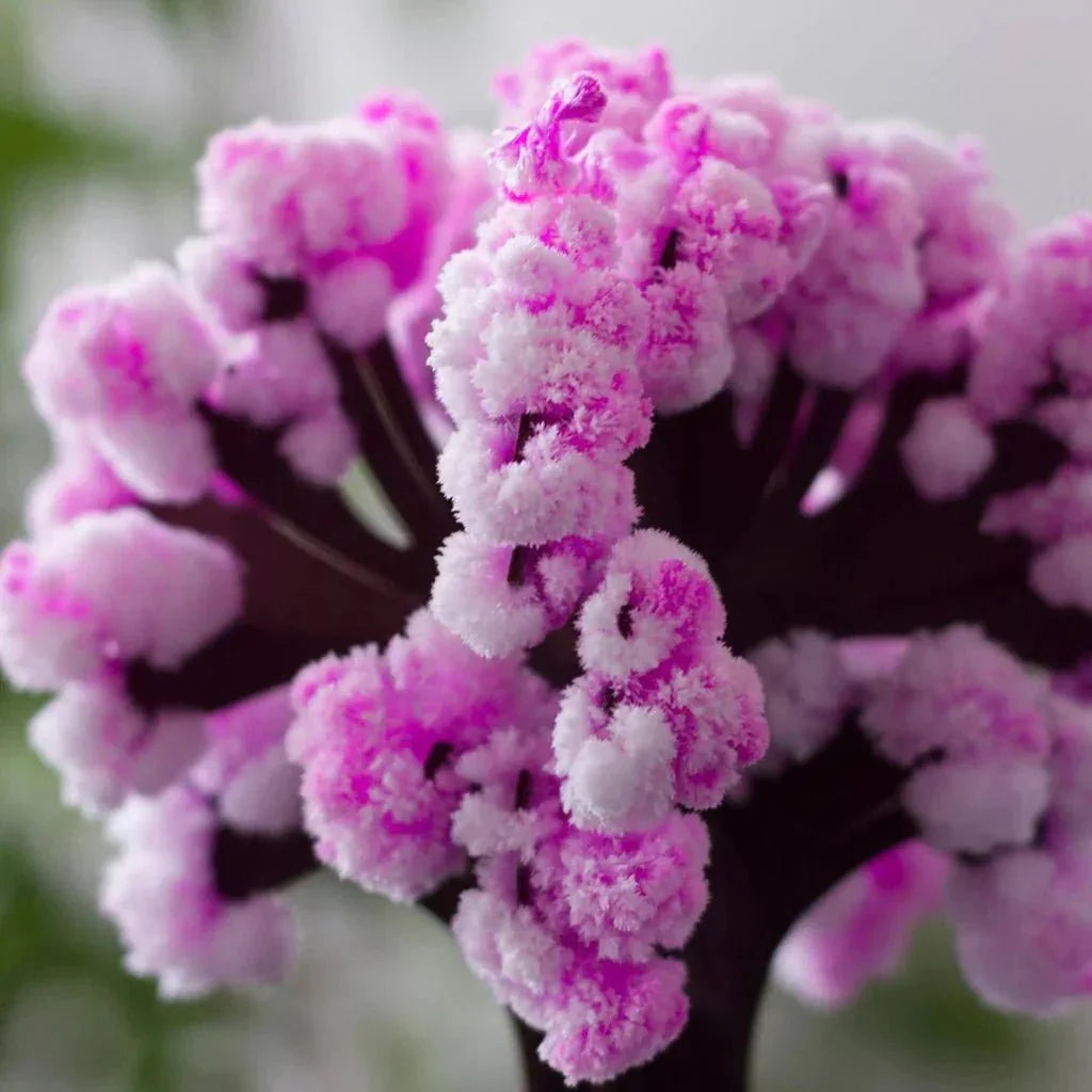 Luvikno | Få hagen din til å blomstre - Dyrk ditt sakura-tre!