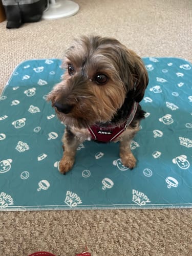PetPaws Comfort Mat – Lekkasjefri Kjæledyrmatte Luvikno