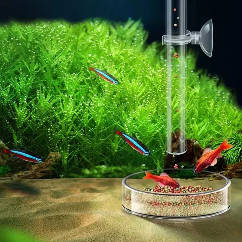 Akryl Akvarium Fôr Tub Skål Transparent Fiskebolle Reker Snegle Reker Mat Fôr Skål Akvarium Fôrtilbehør | Luvikno