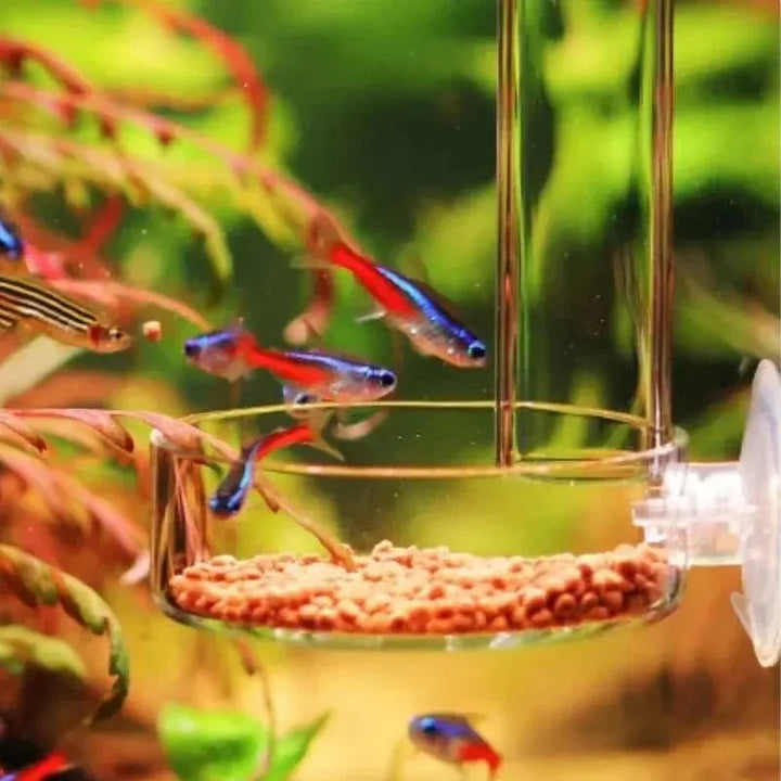 Tykk glass akvarium materielrør skål Gjennomsiktig fisketank reke snegl mat materielrør skål akvarium fiske mating tilbehør | Luvikno