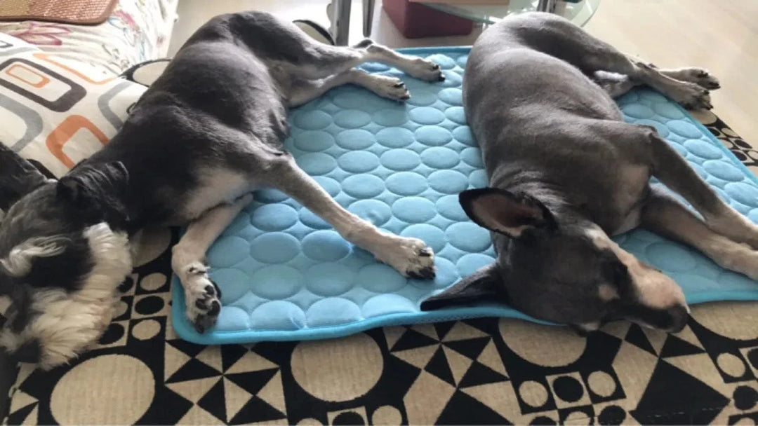 Hund Kjølematte Sommerpute for Hunder Kattteppe Pustende Hundefe Telt Valp Sove Sofa Pute Hunde Tilbehør | Luvikno