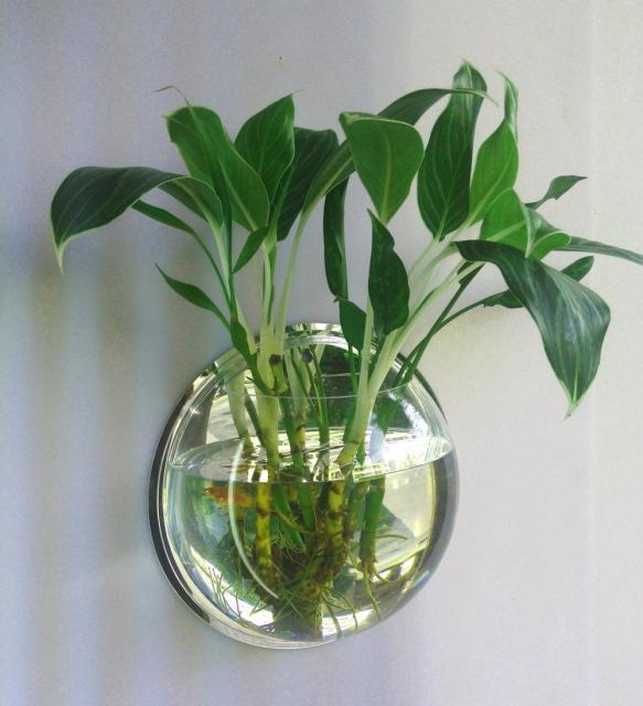 Vegghengt Gjennomsiktig Akvarium Luviknoomsterpotte | Luvikno