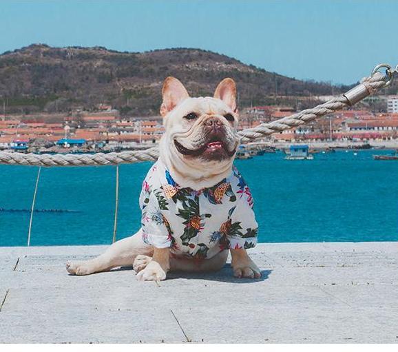 Frenchie Sommer Skjorte | Luvikno