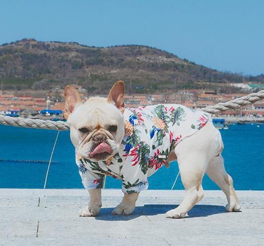 Frenchie Sommer Skjorte | Luvikno
