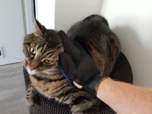 Pet Grooming Glove for Cats, Dogs & Horses | Luvikno