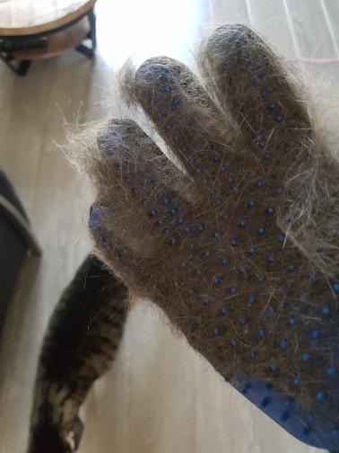 Pet Grooming Glove for Cats, Dogs & Horses | Luvikno