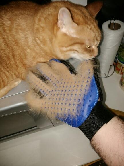 Pet Grooming Glove for Cats, Dogs & Horses | Luvikno