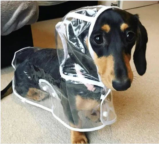 Transparent Vanntett Regnjakke for Hunder - DryPaw Luvikno