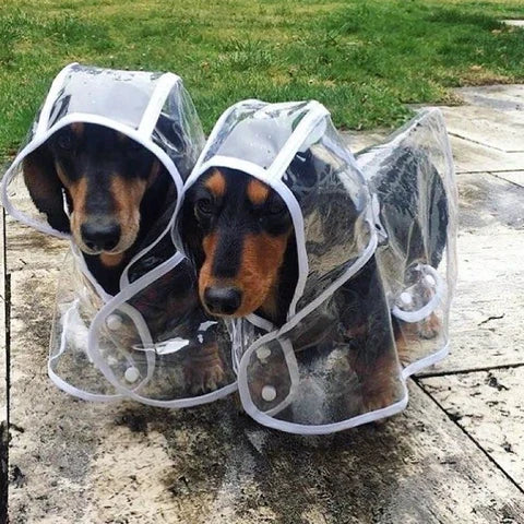 Transparent Vanntett Regnjakke for Hunder - DryPaw Luvikno