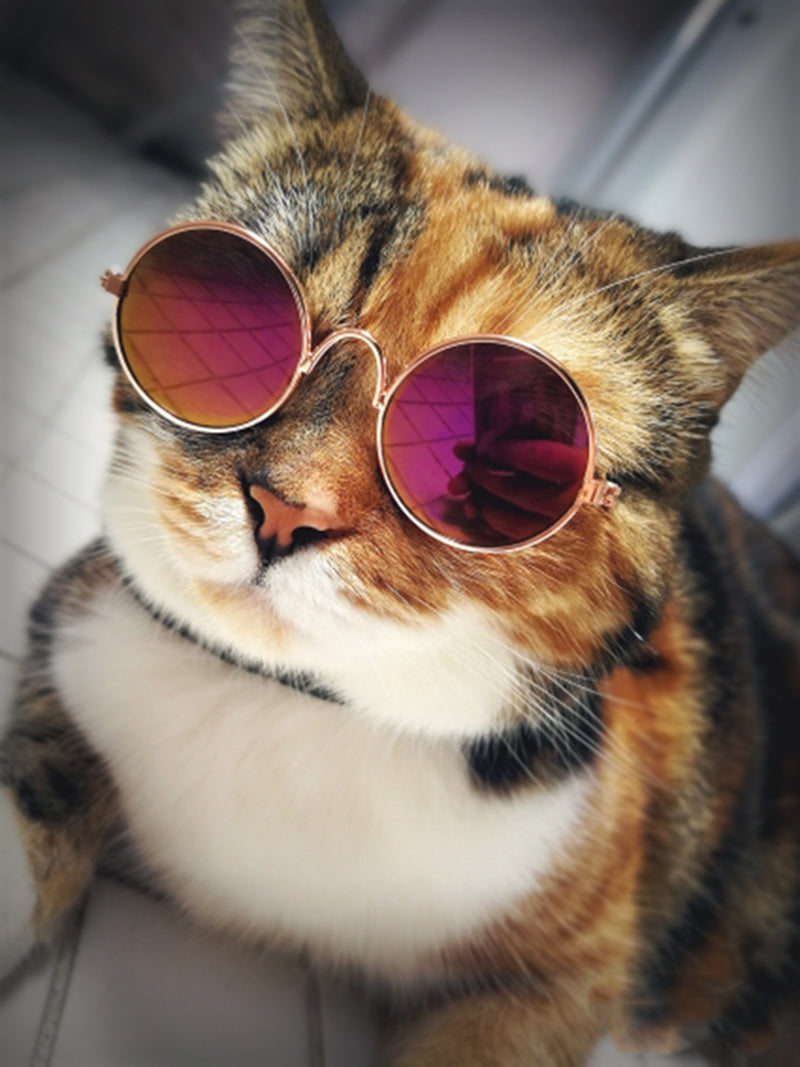 Trendy Katt Solbriller - KittyShades Luvikno